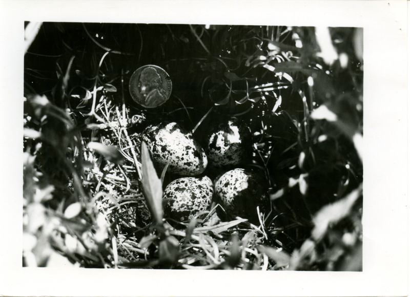 The field notes give a detailed description of two separate Wilson's Phalarope nests found approximately one mile apart in Northwest Iowa in June 1968. One nest hatched successfully while the other nest was accidentally destroyed. Also includes a photograph of a nest with four eggs.