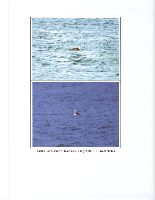 A Pacific Loon swimming in a lake south of Iowa City, July 1, 2001. The photograph consists of two images taken by Thomas H. Kent. This item was used as supporting documentation for the Iowa Ornithologists' Union Quarterly field report of summer 2001.