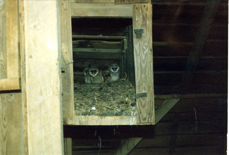 Letter and photograph from Doug Reeves to W. Ross Silcock regarding Breeding Bird Atlas special documentation forms and a Barn Owl nest, February 12, 1987. This item was used as supporting documentation for the Iowa Ornithologists' Union Quarterly field report of summer 1987.