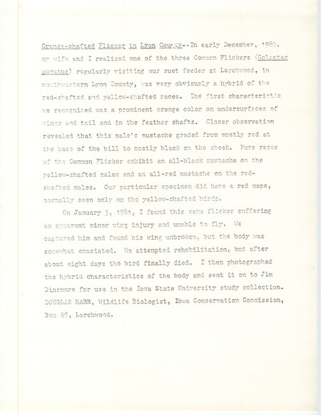 Account of a sighting of and interaction with a Red-shafted and Yellow-shafted Flicker hybrid at Larchwood in Lyon County, IA in early December 1980. The flicker was first seen at a bird feeder before passing while attempting rehabilitation in captivity and being given as a specimen to Iowa State University.