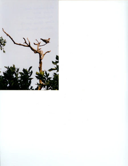 A White-winged Dove perching on a tree branch located in the yard of Raymond H. Cooper, Cerro Gordo County, July 2, 2002. This item was used as supporting documentation for the Iowa Ornithologists' Union Quarterly field report of summer 2002.