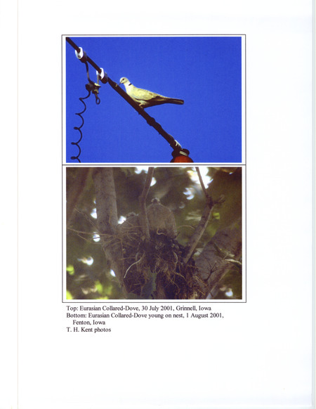 Photograph of the Eurasian Collared Dove consists of two images taken by Thomas H. Kent. The top image is an adult Eurasian Collared Dove in Grinnell, July 30, 2001 and the bottom image is an Eurasian Collared Dove on a nest with young in Fenton, August 1, 2001. This item was used as supporting documentation for the Iowa Ornithologists' Union Quarterly field report of summer 2001.