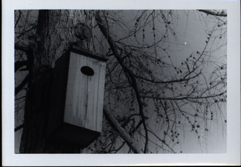 A wooden wood duck house that is attached onto a tree trunk, 1960.