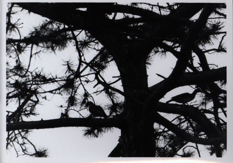 A male and female wood duck perched in a tree, 1965.