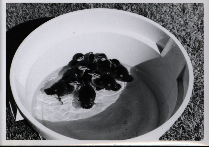 A bucket with eight wood duck ducklings swimming in a small amount of water, 1965.