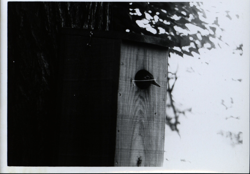 A wood duck looks out of a string covered opening in a wood duck house, 1965. The string stretched across the bird house opening was used by Frederic Leopold to determine whether birds had entered or left the nest.