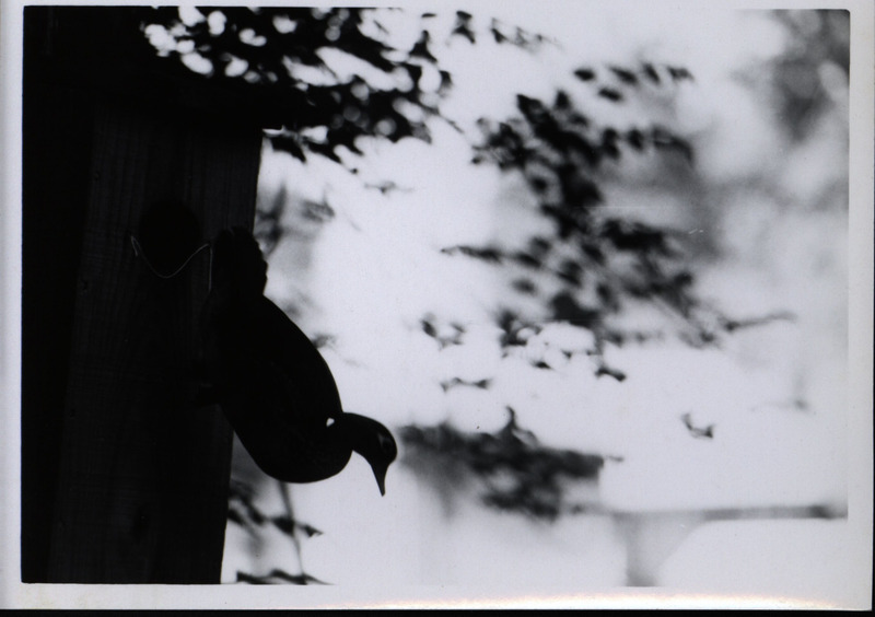 An adult wood duck leaving a wooden wood duck house that is attached to a tree, 1965