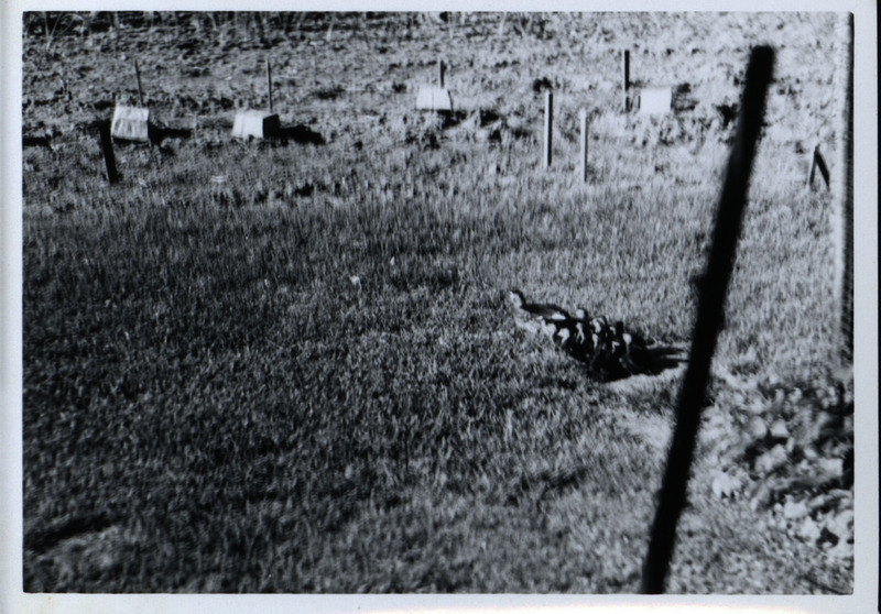 A mother wood duck on the ground, with her ducklings following directly behind her, 1965.