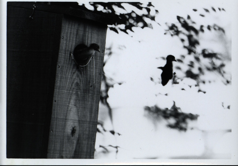 Two wood duck ducklings leaving the wooden wood duck house, 1965. One duckling is captured mid-flight as it leaves, and the other duckling is peeking out of the opening in the duck house.