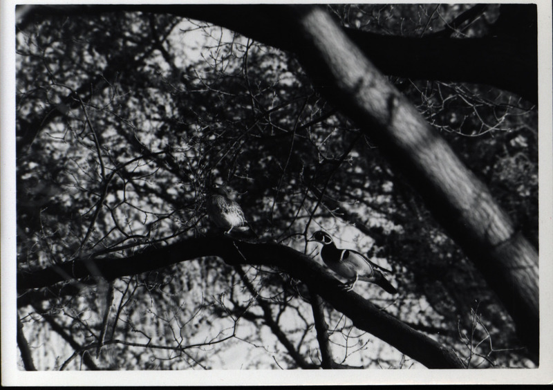 A male and female wood duck perched on a tree branch, 1965.