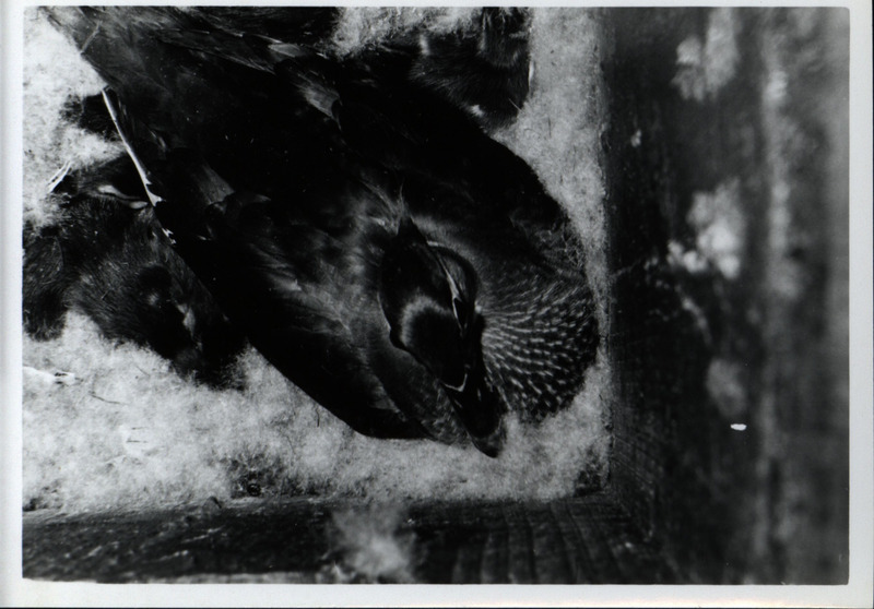 A mother wood duck sits on top of nesting material inside a wood duck house, surrounded by her ducklings, 1966.