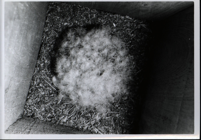 The inside bottom of a wood duck house covered with nesting material, 1966. wood duck eggs are visible beneath the mother's down feathers.