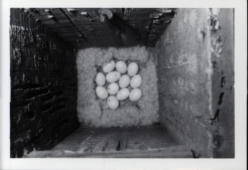 The inside bottom of a wood duck house covered in nesting material, 1966. Twelve wood duck eggs lay in the middle of the nesting material.