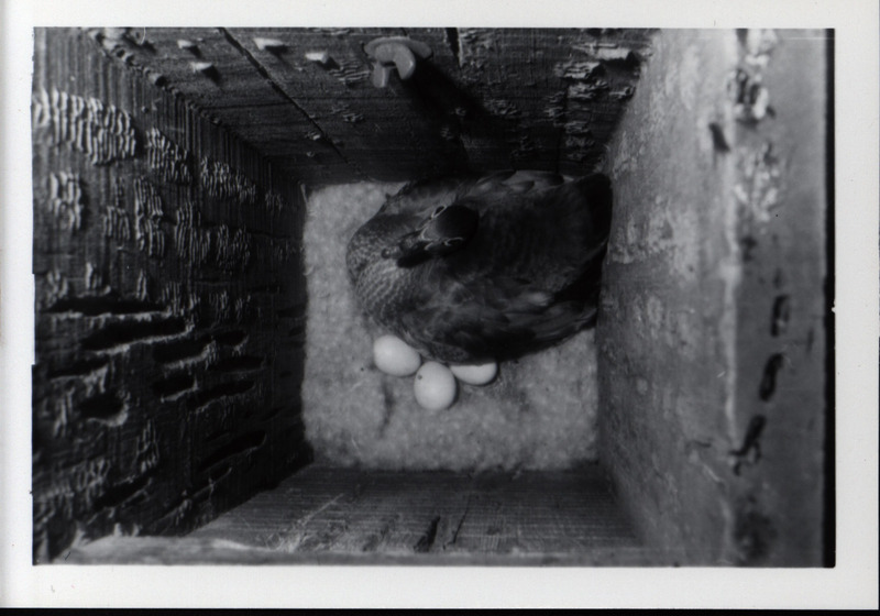 A mother wood duck sits on top of nesting material inside a wood duck house, 1966. Three wood duck eggs are visible beneath her.