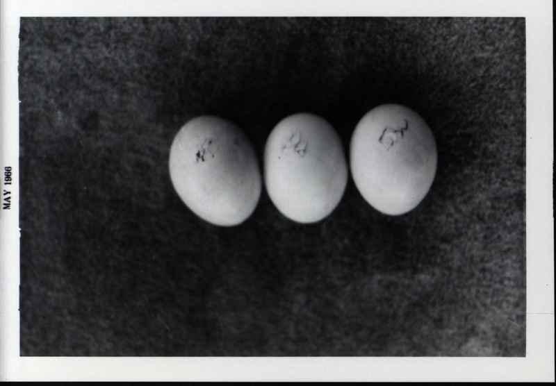 Three wood duck eggs in the early stages of hatching, May 1966