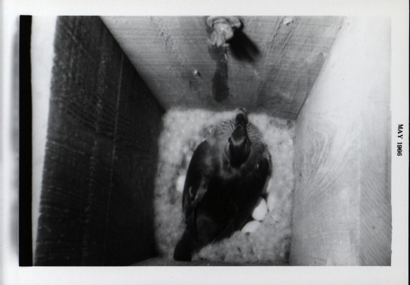 A mother wood duck sits on top of nesting material inside a wood duck house, May 1966. Five wood duck eggs are visible beneath her.