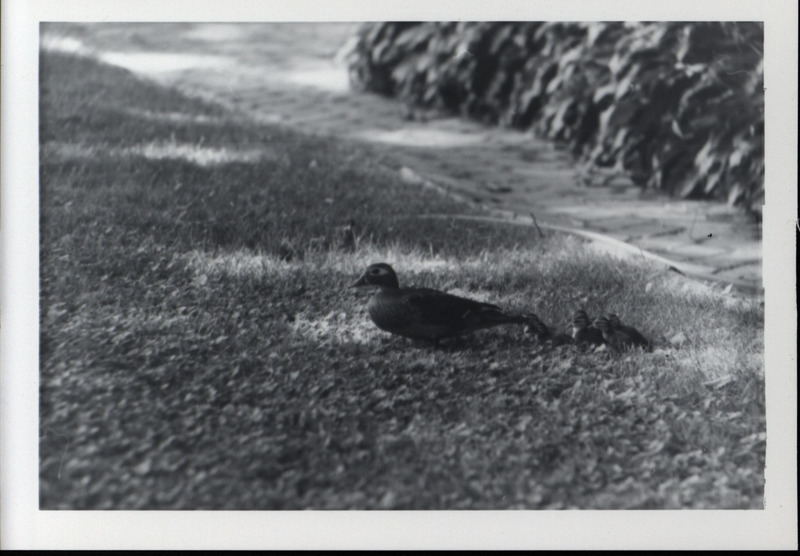 A mother wood duck walking on grass with several ducklings following closely behind her, 1966.