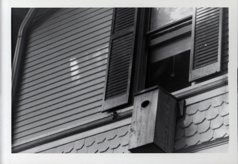 A wood duck duckling jumps from a wooden wood duck house, 1966. The duck house is attached to the side of a house directly underneath a window.