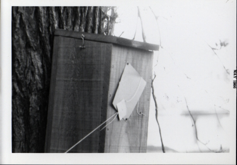 A wooden wood duck house attached to the side of tree trunk, May 1966. The opening to the duck house is covered by a piece of paper that is fastened with string.