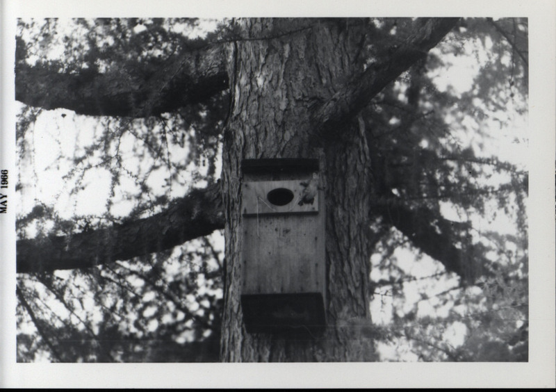 A wood duck duckling jumping from a wooden wood duck house that is fastened to a tree trunk, May 1966.