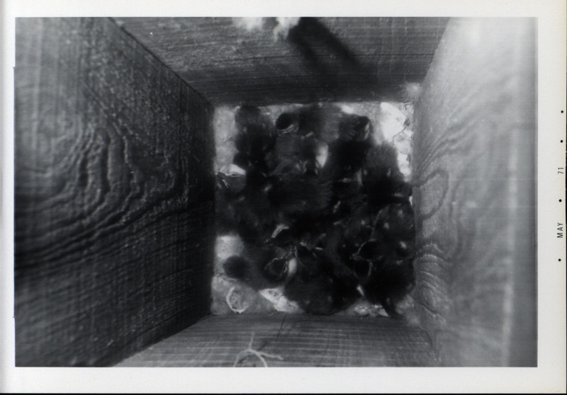 Several wood duck ducklings laying in nesting material on the inside bottom of a wood duck house, May 1971.