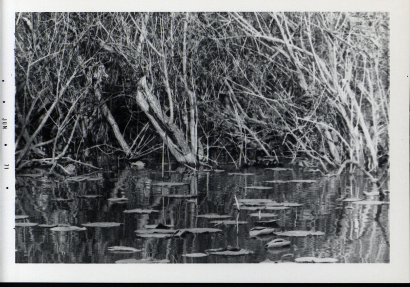 A raft of wood duck ducklings swimming together among plants along a tree-lined stretch of water, June 1971.