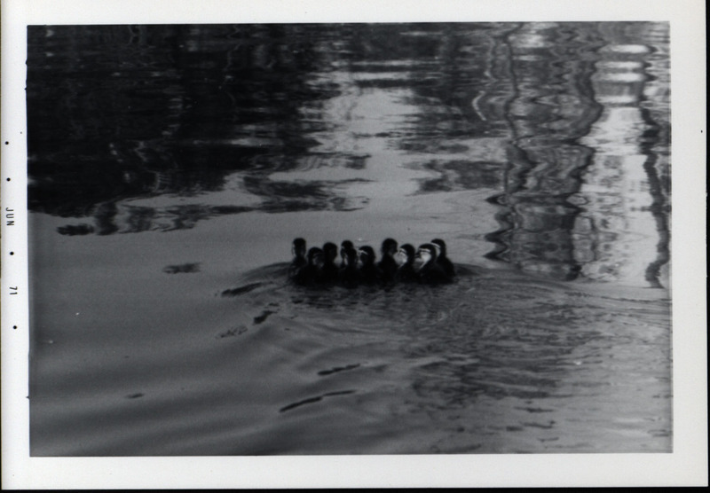 A raft of wood duck ducklings swimming together in open water, June 1971.