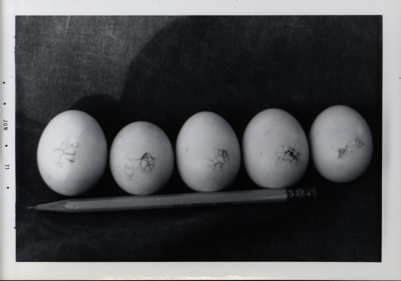 Five wood duck eggs that are just beginning to hatch, June 1971. A pencil is pictured below the five eggs to give perspective on the size of the eggs. A handwritten note on the back on the photograph indicates that this was the second day since the duckling eggs pipped, or cracked the shells.