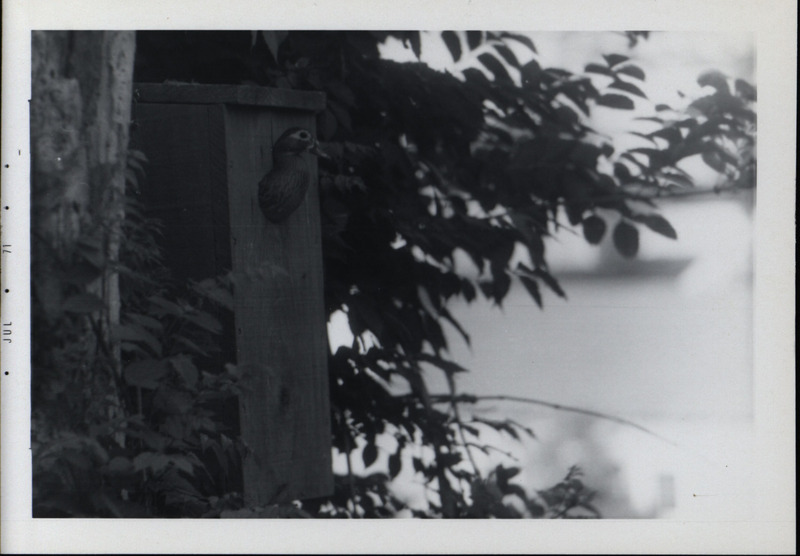 A mother wood duck looking out of the opening of a wood duck house that is attached to a tree, July 1971