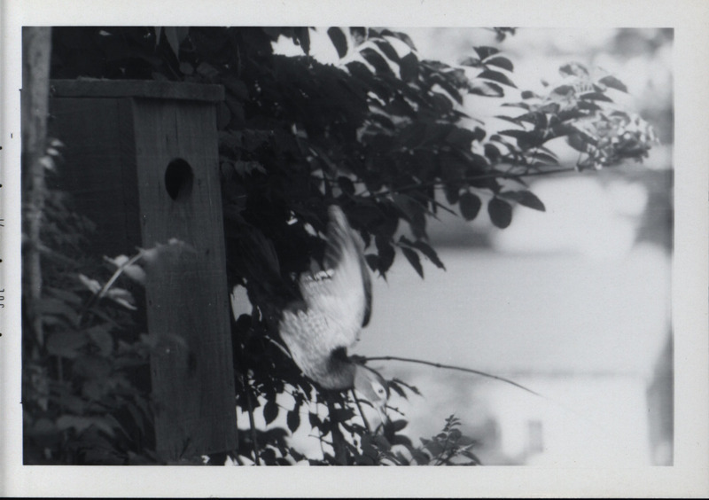 A mother wood duck diving out of the opening of a wood duck house that is attached to a tree, July 1971.