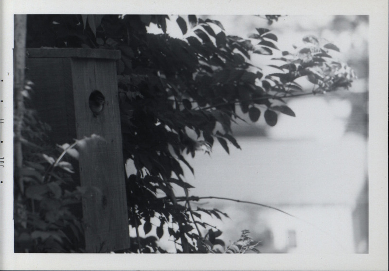 A wood duck duckling looking out of the opening of a wood duck house that is attached to a tree, July 1971.