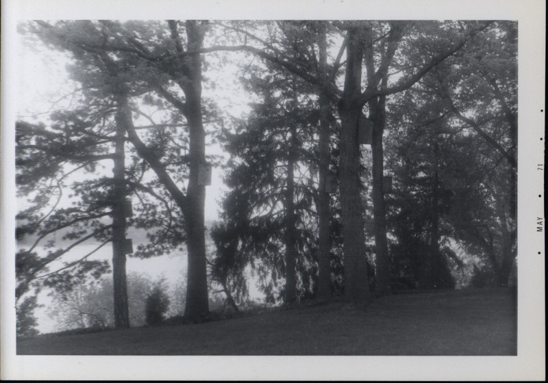 Several trees along a bluff overlooking the Mississippi River that each have a wooden wood duck house attached to the trunk, May 1971.