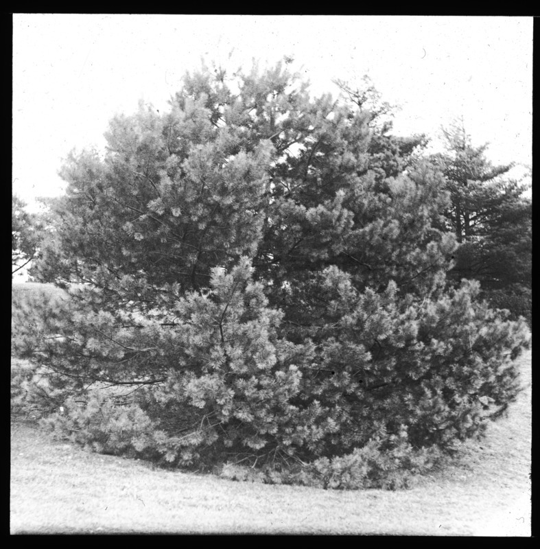 Pinus sylvestris (Scots pine) at Arnold Arboretum, Boston, Massachusetts.
