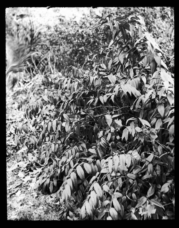 Leucothoe catesbaei ( dog hobble), Olmsted Bros., Brookline, Massachusetts.