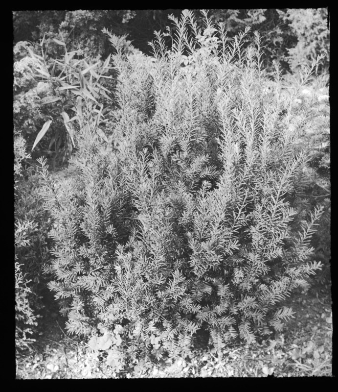 Taxus baccata glauca (English yew), Jacob W. Manning, Reading, Massachusetts.