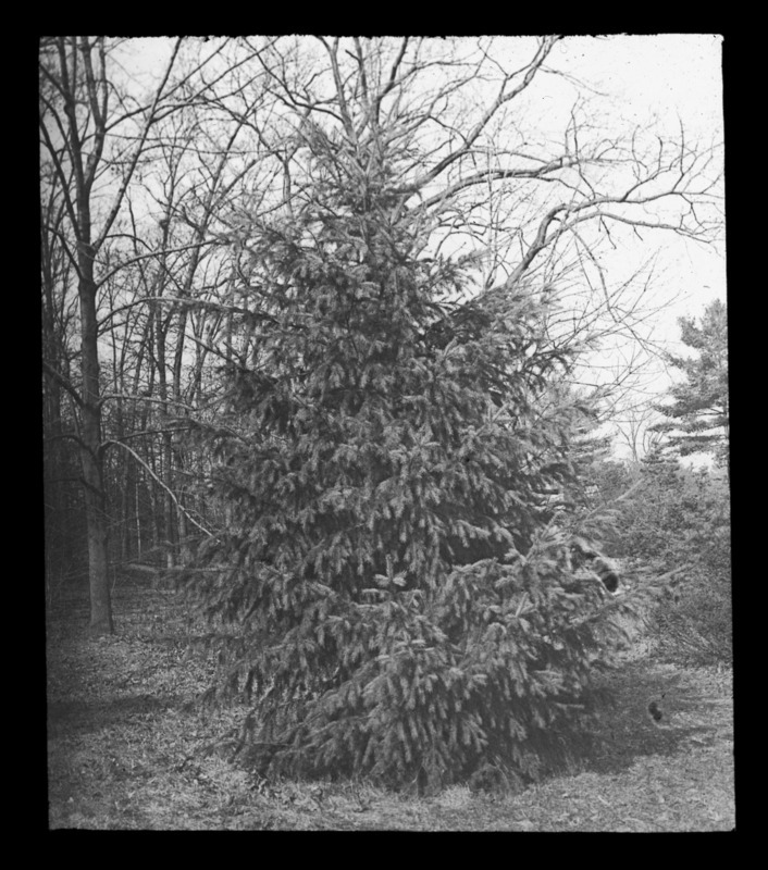 Pseudotsuga douglasii (Douglas fir), Prof. C. S. Sargent, Brookline, Massachusetts.