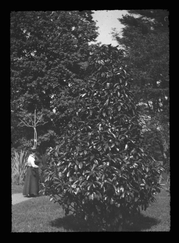 Laurus nobilis (sweet bay) at Wellesley, Massachusetts.