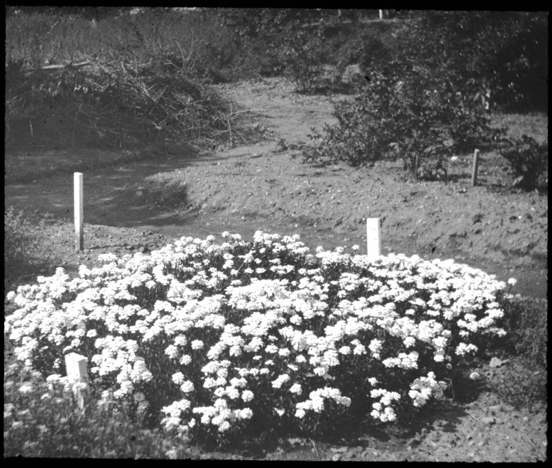 Iberis corraefolia [Iberis corifolia] (candytuft), Arnold Arboretum, Boston, Massachusetts.