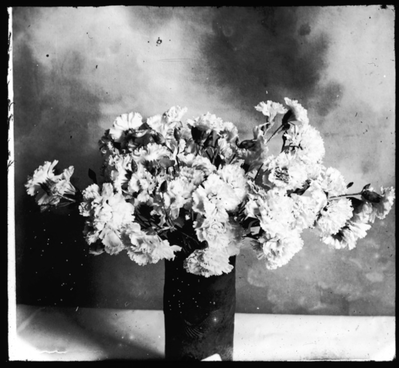 Dianthus plumosus Her Majesty in a vase.