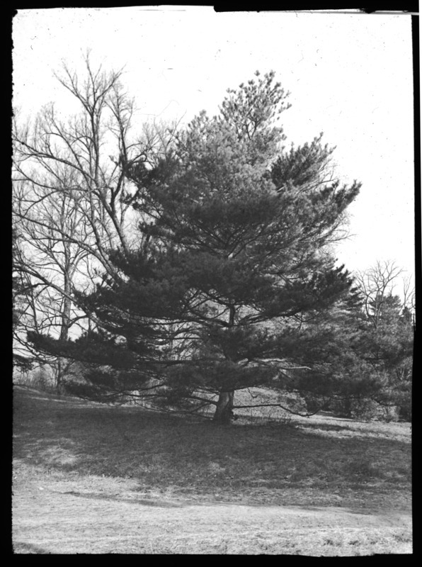 Pinus massoniana (Chinese red pine) at Brookline, Massachusetts.