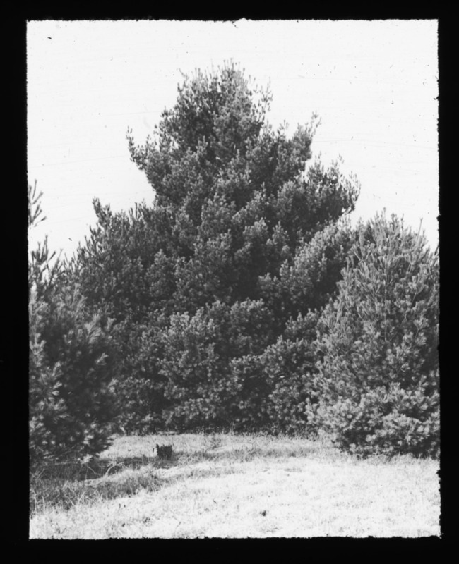 Pinus strobus (eastern white pine) at Reading, Massachusetts.