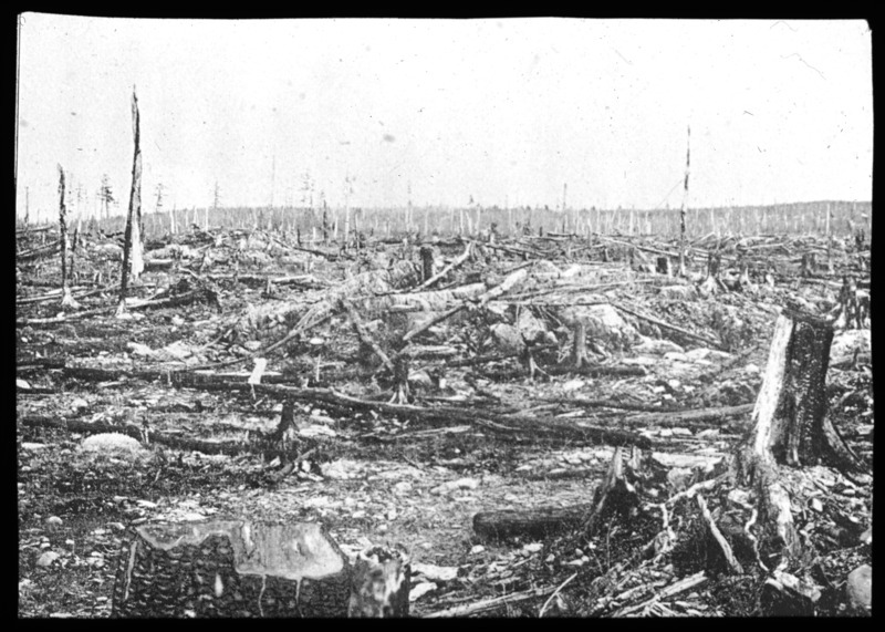 Forest fire following lumbering, Minnesota.