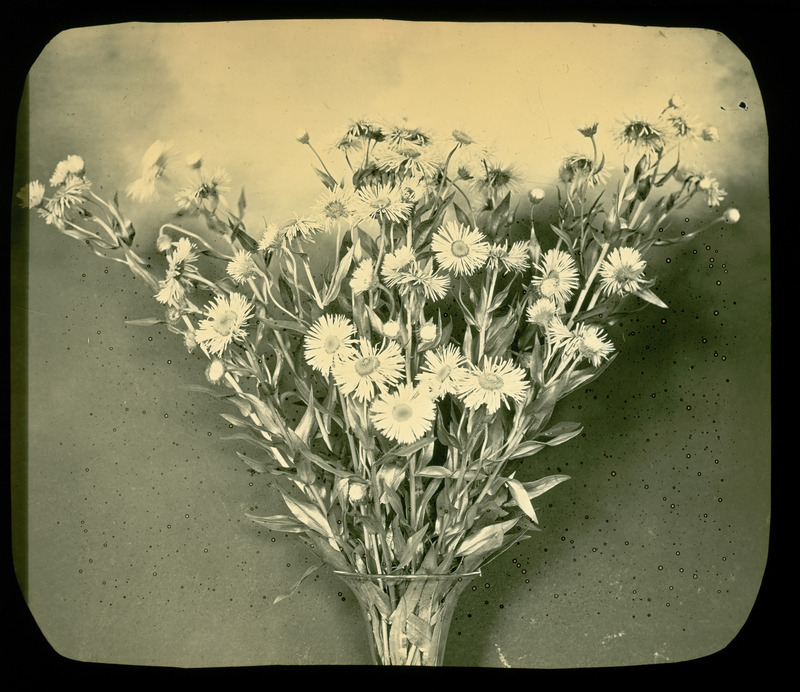 Erigeron speciosus [Erigeron speciosus] (aspen fleabane).