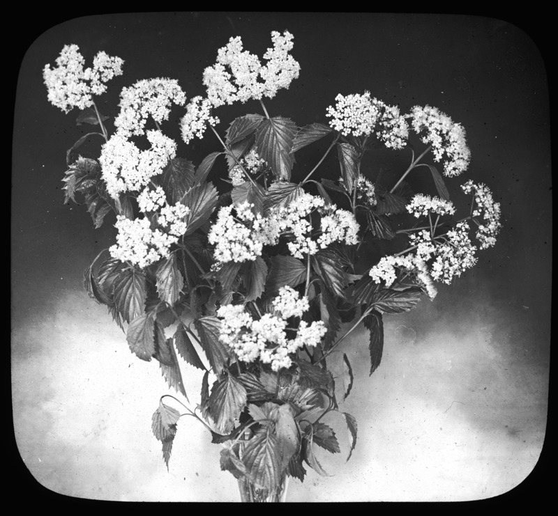 Viburnum dentatum (southern arrowwood) in a vase.