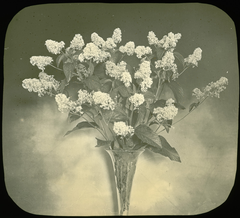 Ceanothus americanus (New Jersey tea) in a vase.