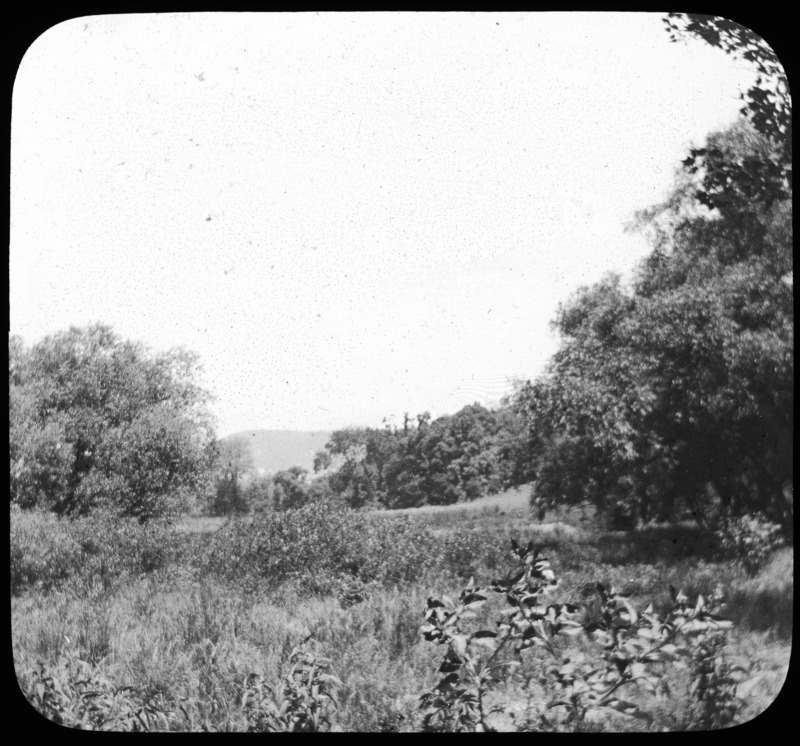 Northerly view--upper Wetzel Swamp, Harrisburg, Pennsylvania.