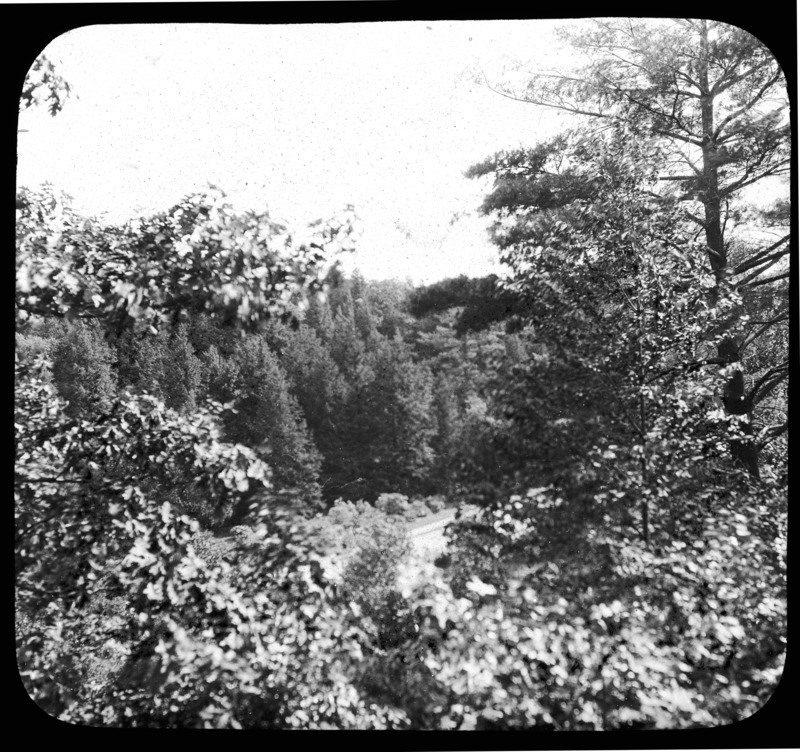 Hemlocks and rhododendrons, Arnold Arboretum, Boston, Massachusetts.