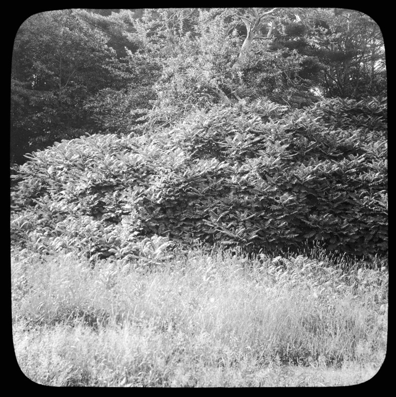 Rhus glabra (smooth sumac) at H. Clay Pierce's, Prides Crossing, Massachusetts.
