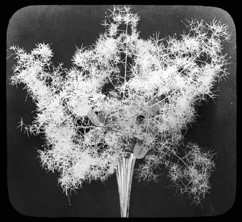 Rhus cotinus (smoke tree) in a vase.