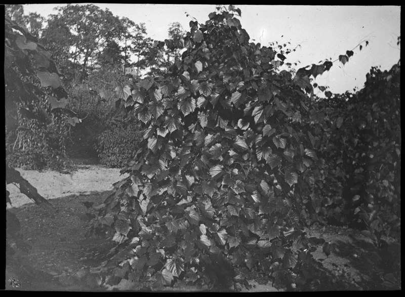 Vitis riparia (river grape) with rock wall in background.